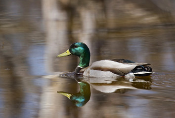 Obraz premium canard dans un marais
