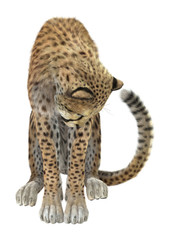 Cheetah