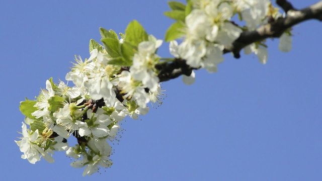 Kirschenblüte in Deutschland