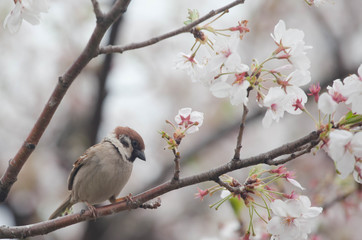 Tree sparrow bird on the cheery blossom tree
