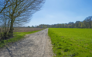 Fototapeta na wymiar Dirt road through sunny farmland in spring