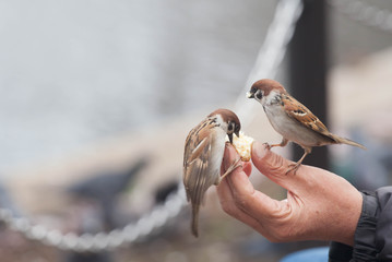 Tree sparrow bird eating  bread from hand