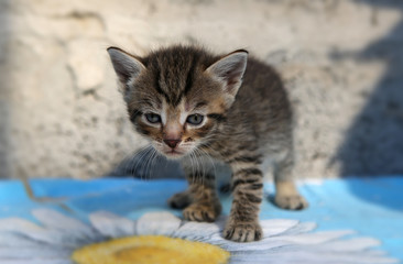 Little homeless kitten