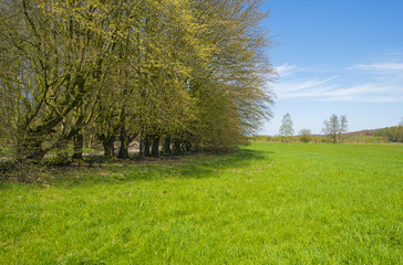 Trees along a sunny meadow in spring