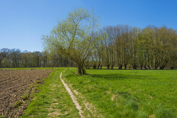 Fototapeta na wymiar Hiking trail through sunny farmland in spring