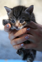 Little homeless kitten in the hands