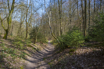 Hiking trail through a forest in sunlight in spring