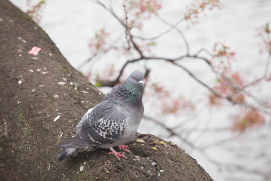 Pigeon bird on the cherry blossom tree