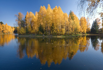 Ducks in autumn lake