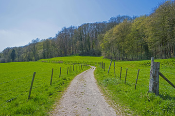 Fototapeta premium Hiking trail along trees in sunlight in spring