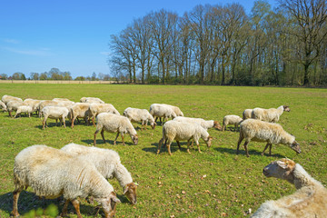 Herd of sheep in a sunny meadow in spring