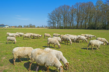 Fototapeta premium Herd of sheep in a sunny meadow in spring