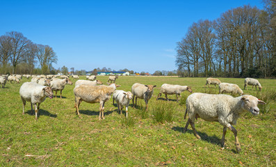 Obraz na płótnie Canvas Herd of sheep in a sunny meadow in spring
