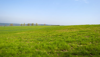 Panorama of a sunny green meadow on a hill