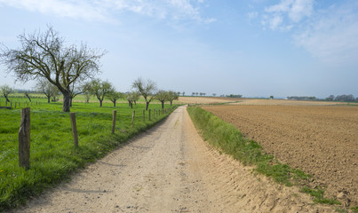 Fototapeta na wymiar Dirt road through sunny farmland in spring