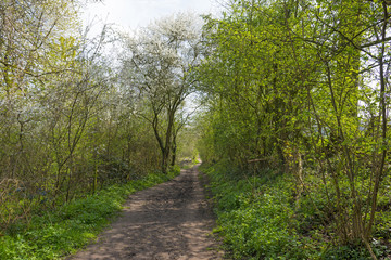 Fototapeta premium Hiking trail through a forest in sunlight in spring