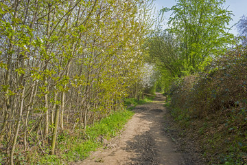 Obraz premium Hiking trail along trees in sunlight in spring