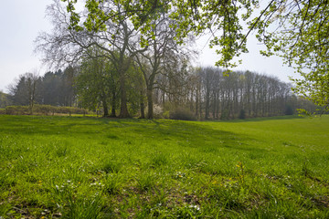 Trees along a sunny meadow in spring