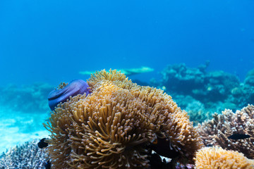 Coral reef underwater
