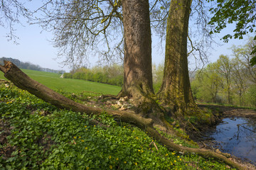 Trees along a small lake in spring