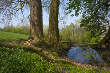 Trees along a small lake in spring