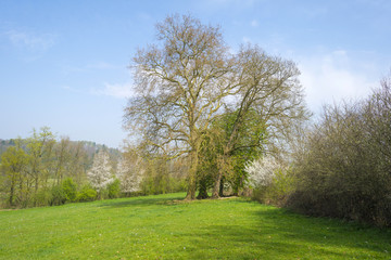 Fototapeta na wymiar Trees along a sunny meadow in spring