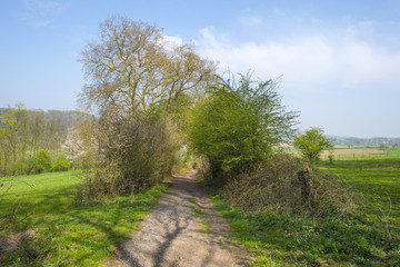 Dirt road through a forest in sunlight in spring