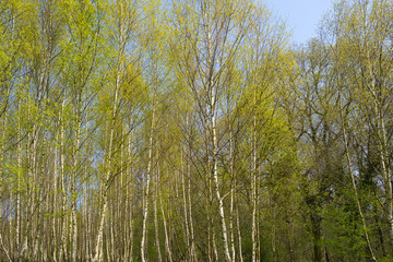 Foliage of birches in sunlight in spring