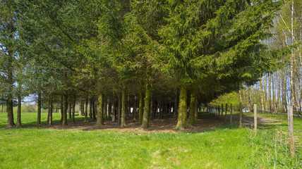 Fototapeta na wymiar Hiking trail along trees in sunlight in spring