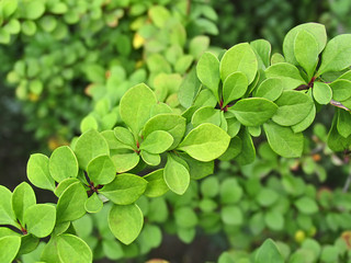 Fototapeta na wymiar Green leaves of Barberry Thunbergii