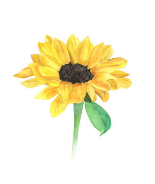 Bright yellow sunflower on white background