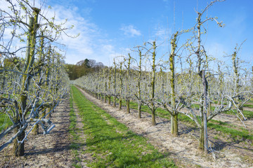 Orchard with fruit trees in bud in spring
