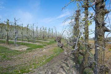Obraz premium Orchard with fruit trees in bud in spring