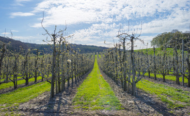 Fototapeta na wymiar Orchard with fruit trees in bud in spring