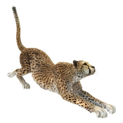 Cheetah