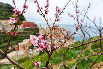 Spring in Manarola village in Cinque Terre