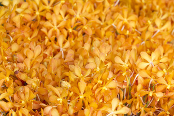 Yellow Orchid Background