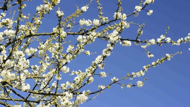 Kirschenbl&uuml;te in Deutschland