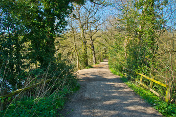 English woodland in the spring