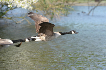 Canada Goose, Branta canadensis