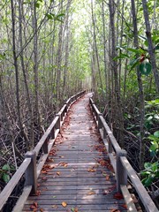 Wooden walkway deep in mangroove forest