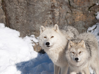 Obraz na płótnie Canvas Arctic wolves mother and son in winter