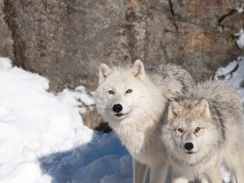 Arctic wolves mother and son in winter