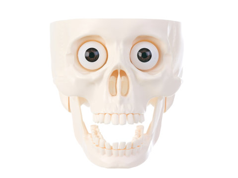 Human plastic skull front view