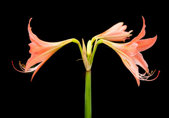 Fototapeta na wymiar Amaryllis flowers