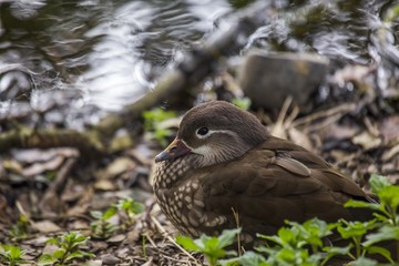Female Mandarin Duck (Aix galericulata)