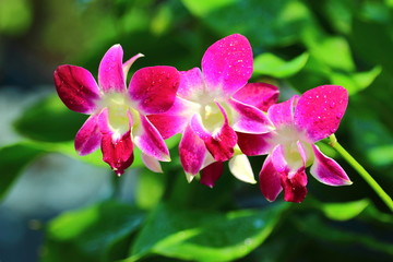 Fototapeta na wymiar Orchids,beautiful flowers of 