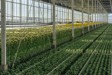 greenhouse chrysanthemum