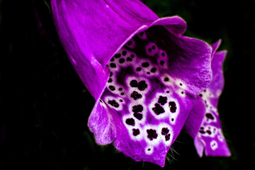 fiori orchidee tropicale esotiche orchidea