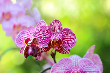 Orchids, beautiful flowers of "royalparkrajapruek" of Thailand.